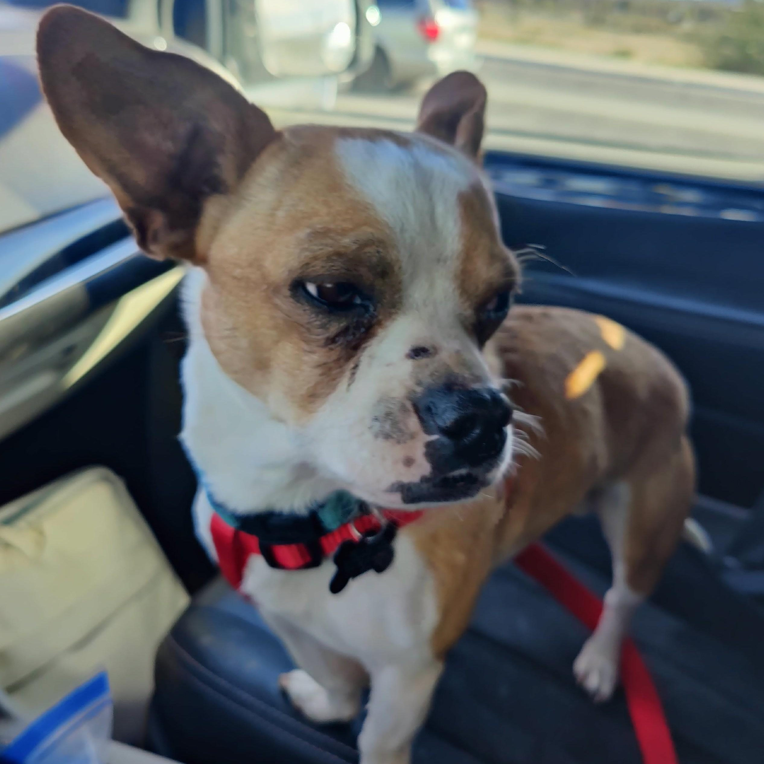 Enlarge PETER, a ADOPTABLE mixed breed in Marana, AZ image 4/6