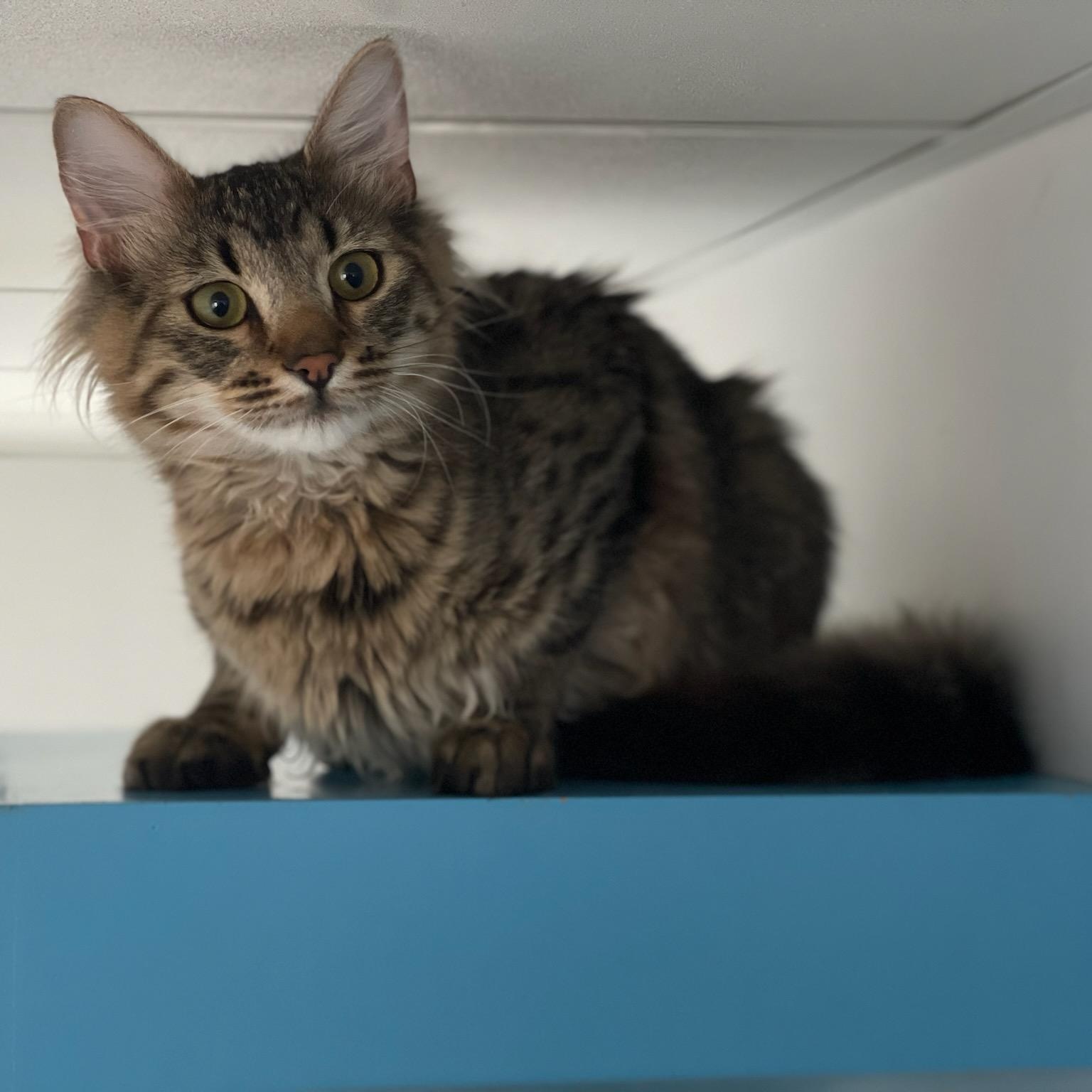 Meatball, adopted, Young Male Domestic Medium Hair.