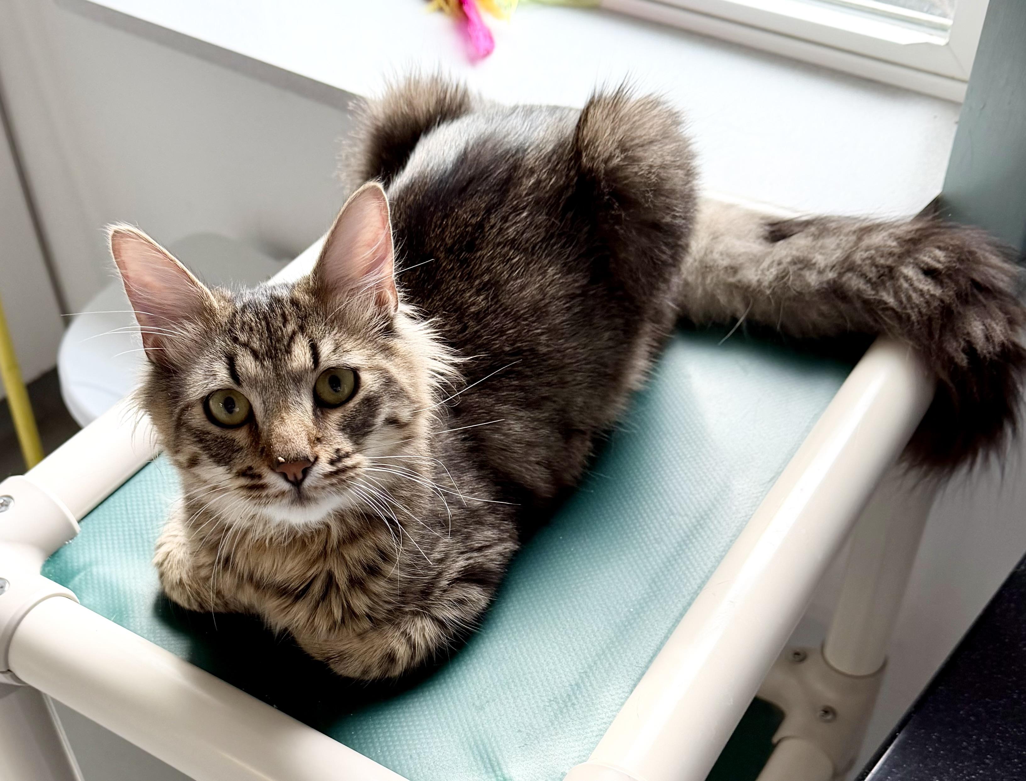 Enlarge Meatball, an adopted Domestic Medium Hair in Medfield, MA image 3/5