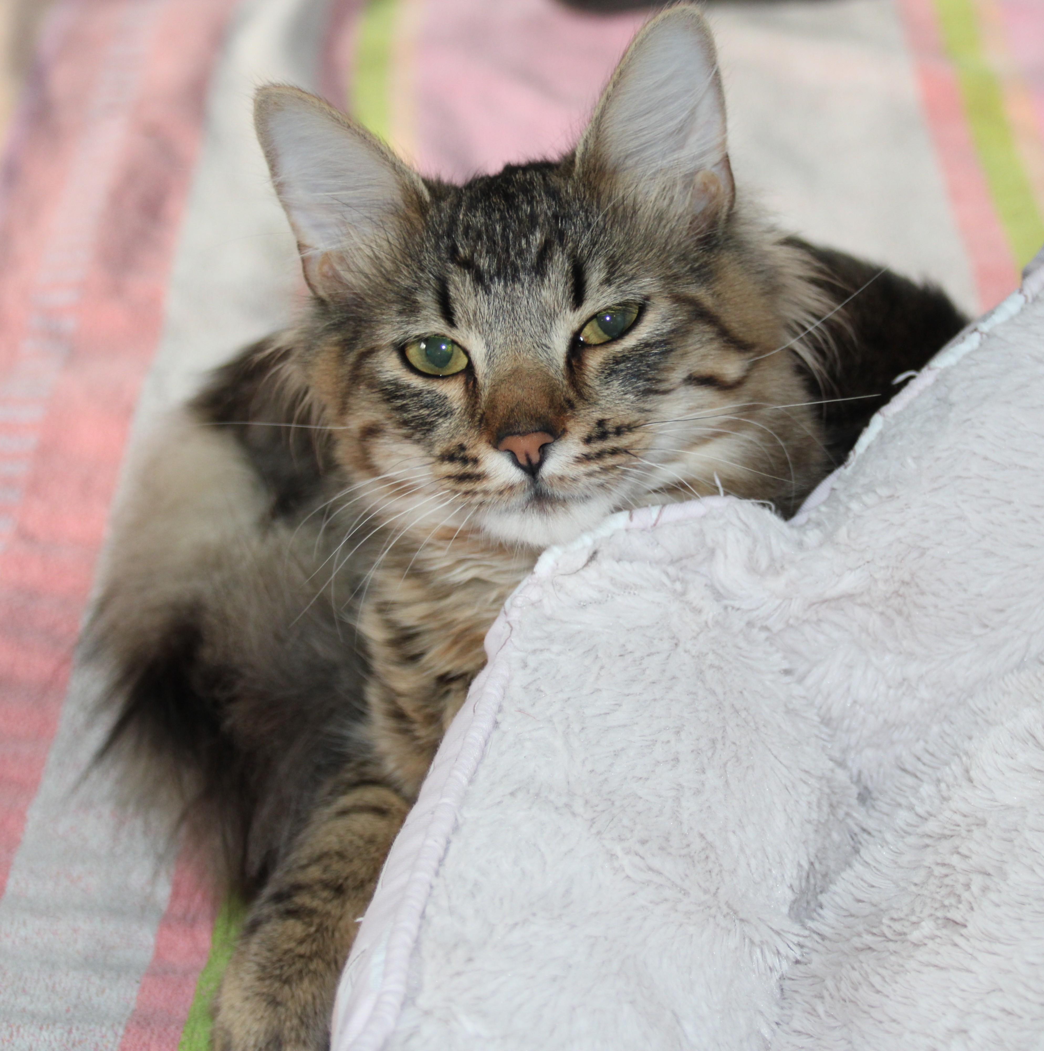 Enlarge Meatball, an adopted Domestic Medium Hair in Medfield, MA image 4/5