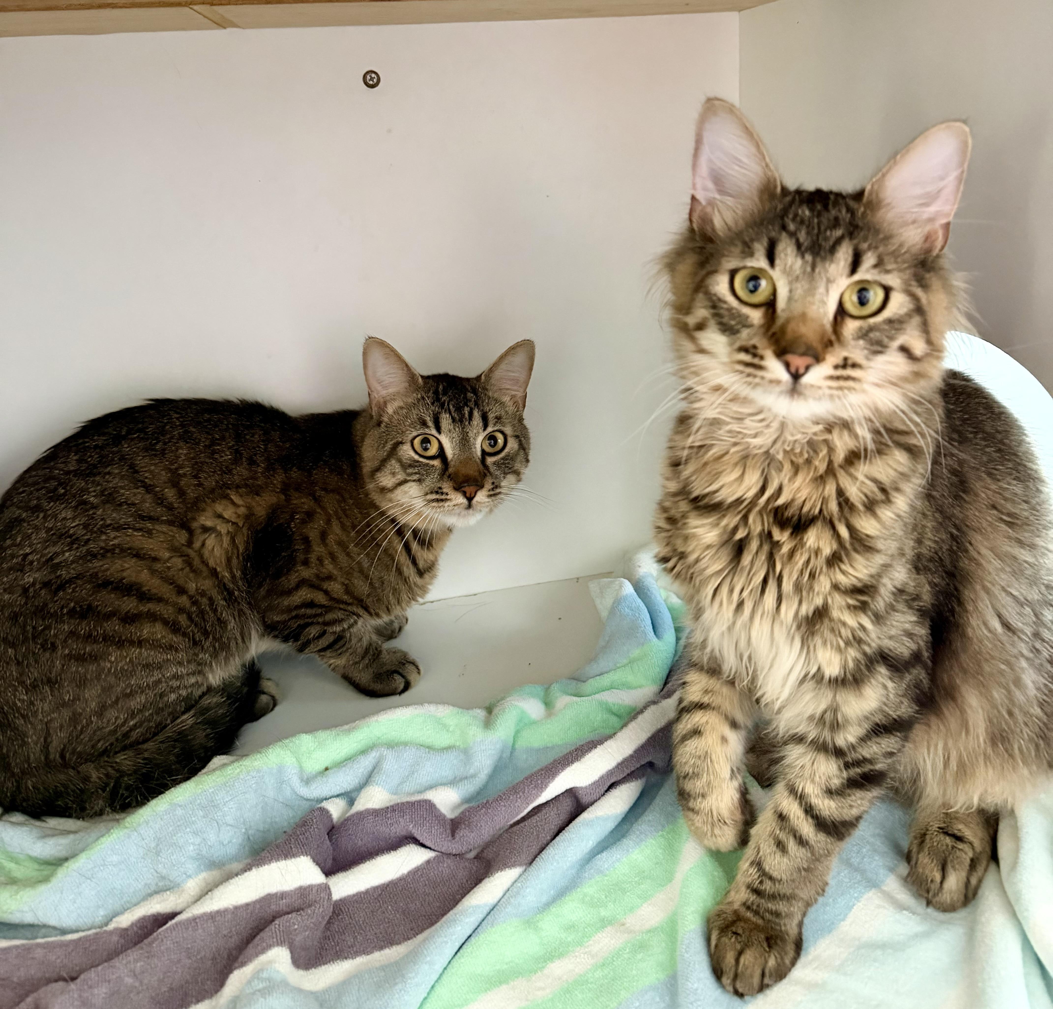 Enlarge Meatball, an adopted Domestic Medium Hair in Medfield, MA image 5/5