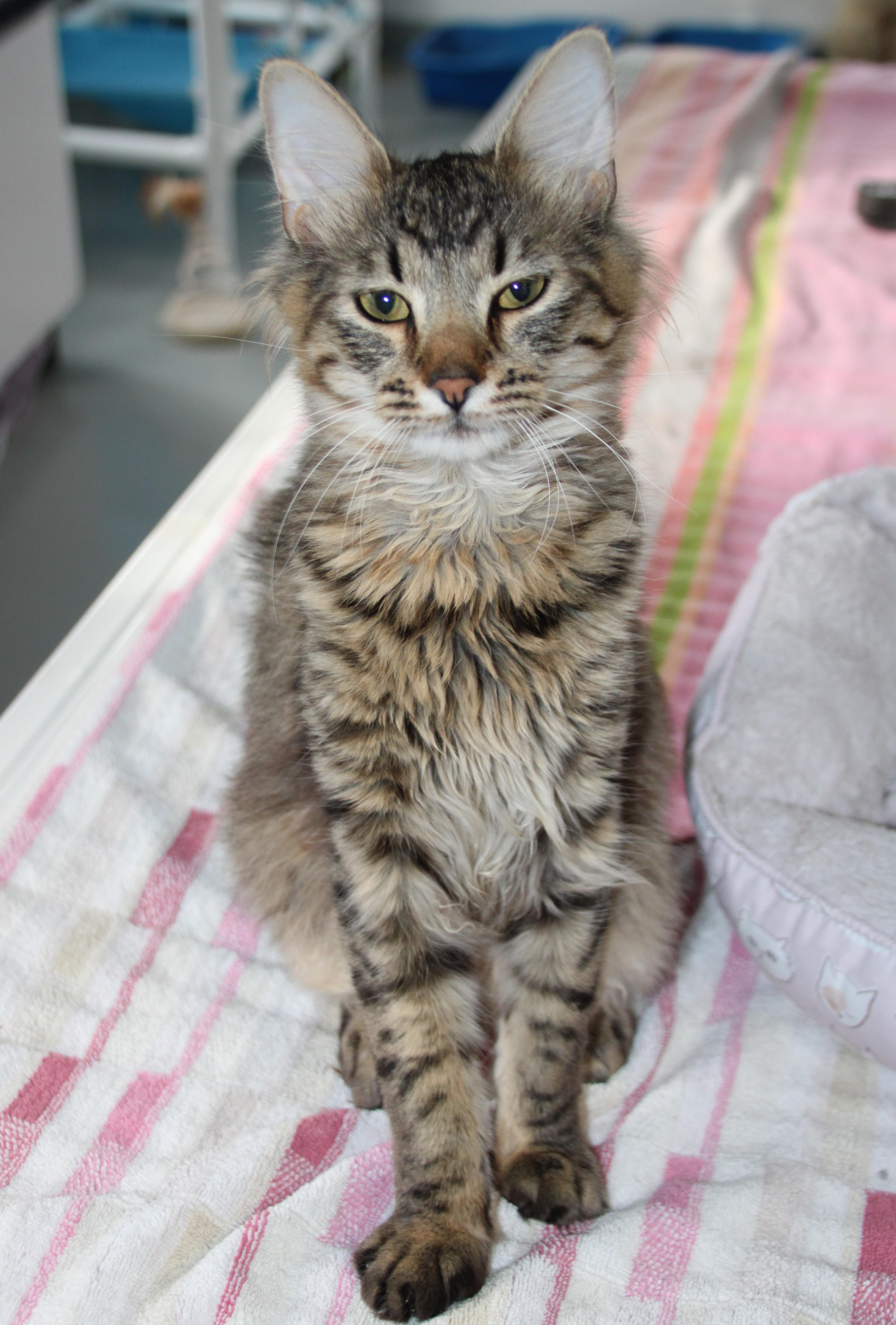 Enlarge Meatball, an adopted Domestic Medium Hair in Medfield, MA image 2/5