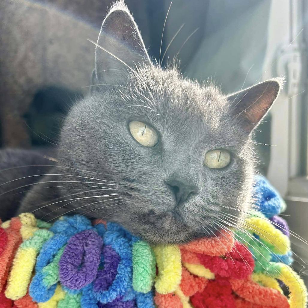 Sally, Adoptable, Adult Female Domestic Short Hair & Russian Blue.