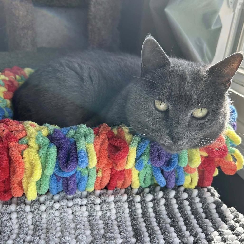 Enlarge Sally, a Adoptable mixed breed in Huntsville, AL image 2/4