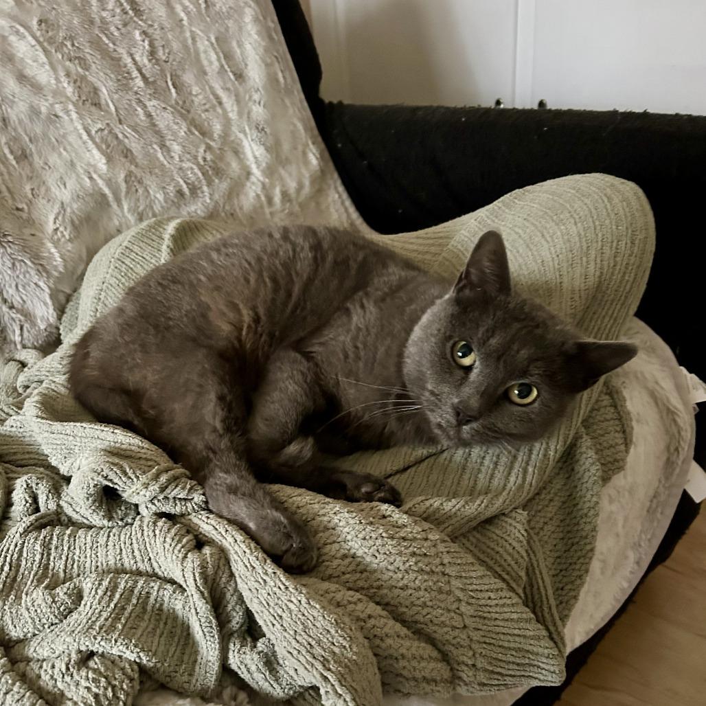 Sally, Adoptable, Adult Female Domestic Short Hair & Russian Blue.