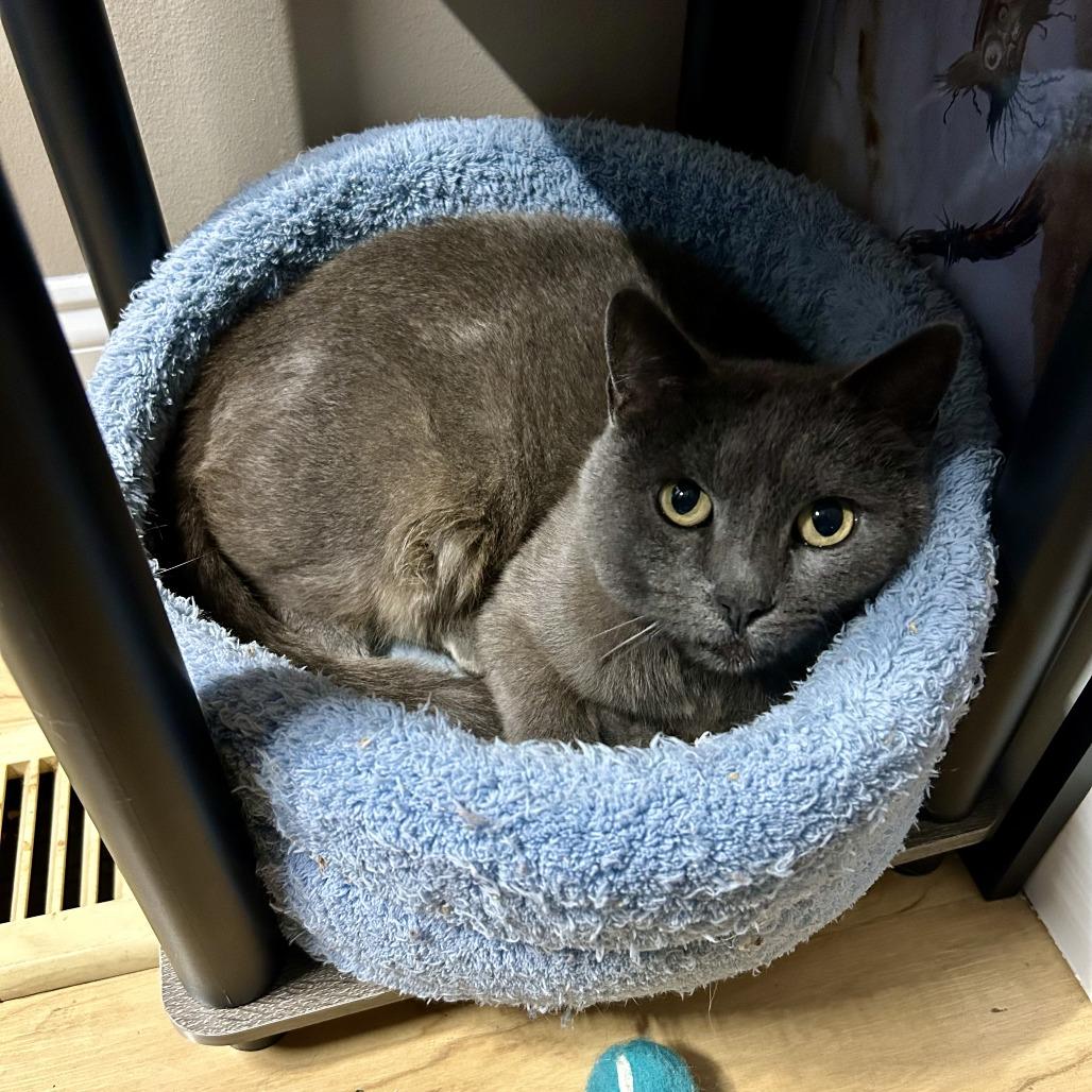 Enlarge Sally, a Adoptable mixed breed in Huntsville, AL image 2/2