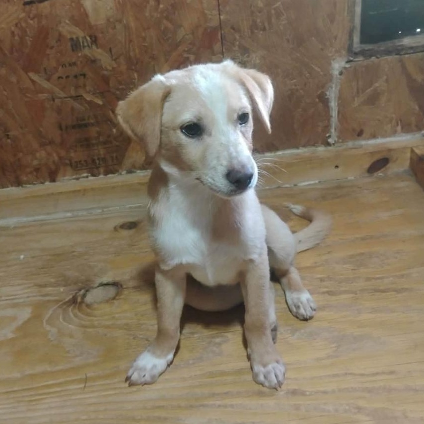 Blot-Pending, adopted, Puppy Male Border Collie.