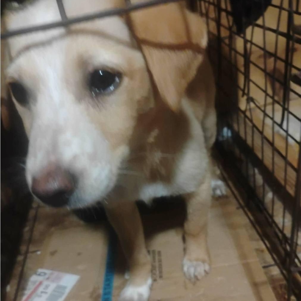 Enlarge Blot-Pending, an adopted mixed breed in Paramus, NJ image 3/6