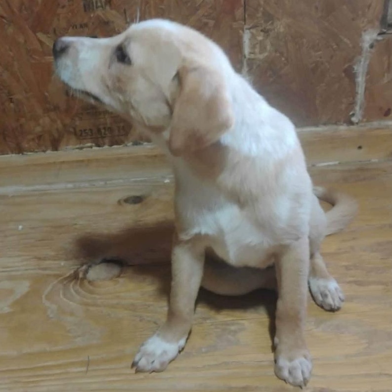 Enlarge Blot-Pending, an adopted mixed breed in Paramus, NJ image 5/6