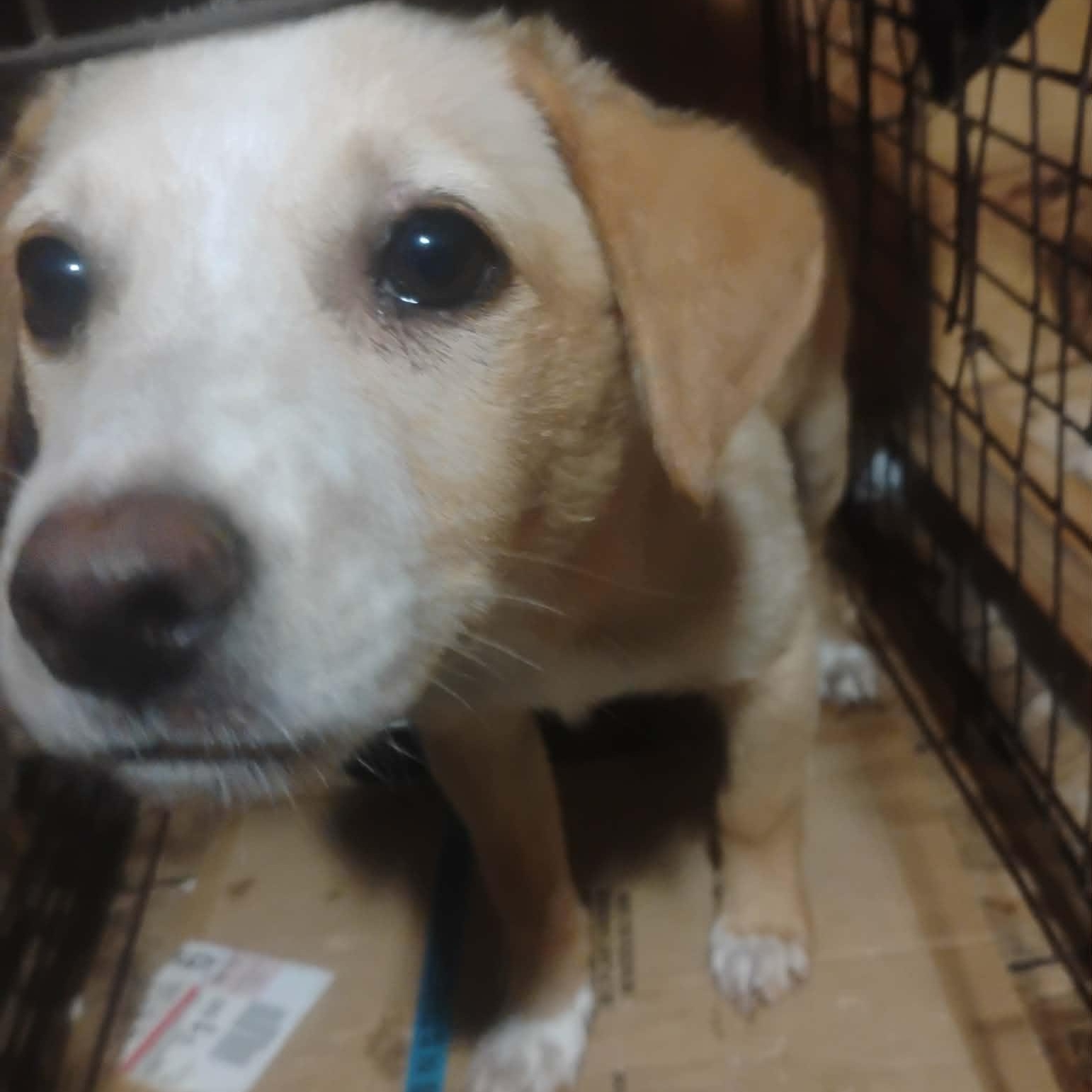 Enlarge Blot-Pending, an adopted mixed breed in Paramus, NJ image 2/6