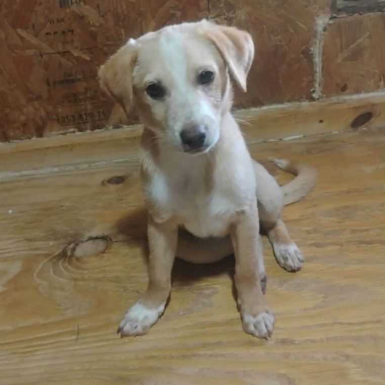 Enlarge Blot-Pending, an adopted mixed breed in Paramus, NJ image 6/6