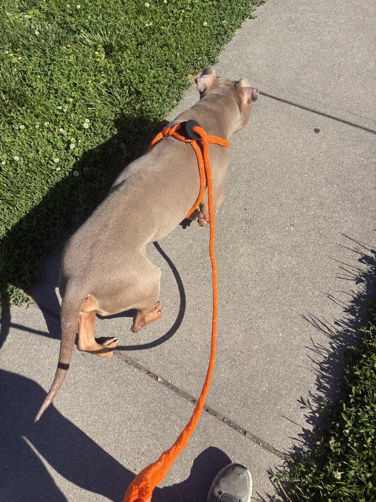 Tony ( Two-Tone ), Adoptable, Senior Male American Bully.