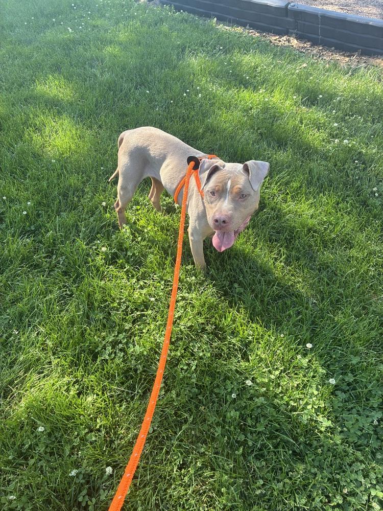 Enlarge Tony ( Two-Tone ), a Adoptable mixed breed in Fremont, NE image 2/3