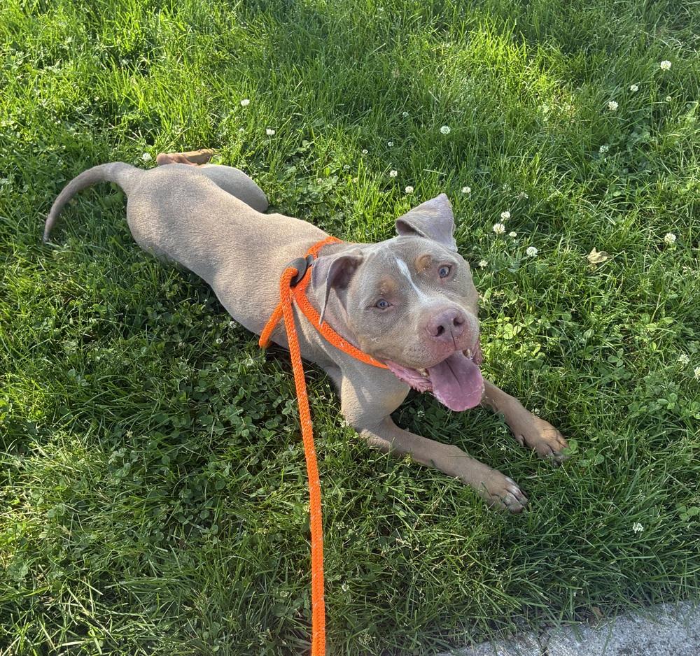 Enlarge Tony ( Two-Tone ), a Adoptable mixed breed in Fremont, NE image 3/3