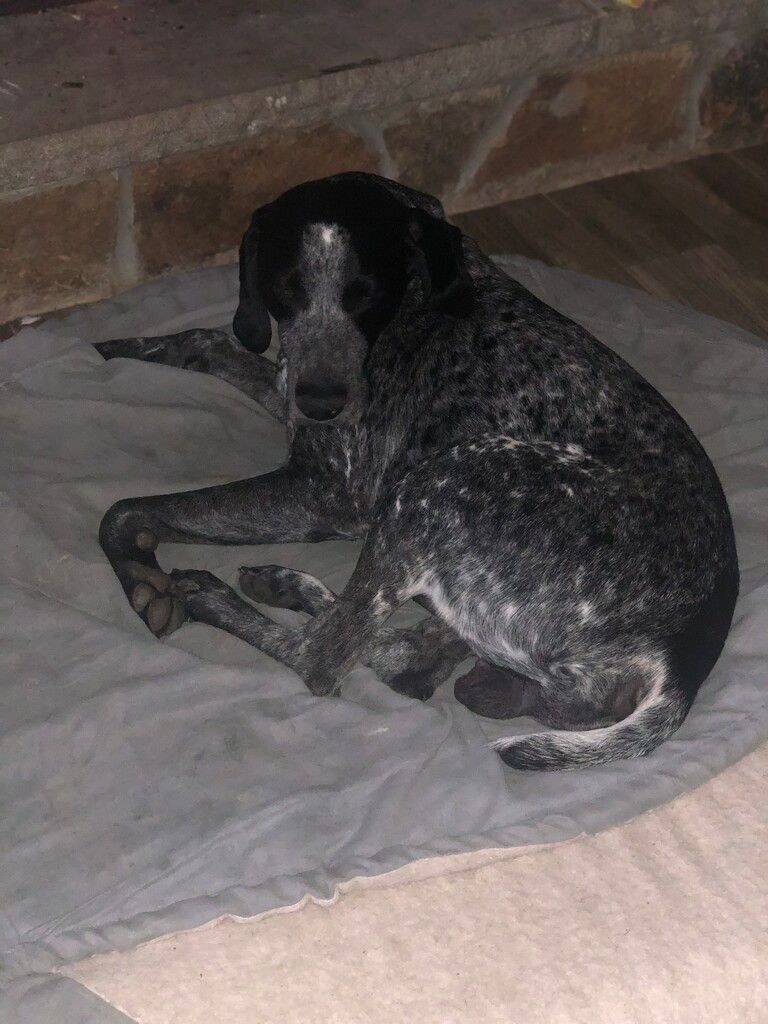 Enlarge Blu, a Adopted German Shorthaired Pointer in Pittsburgh, PA image 1/4