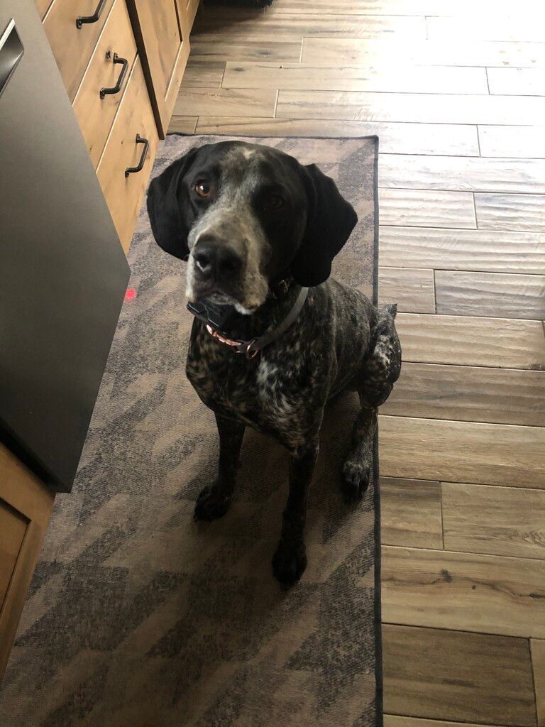 Enlarge Blu, a Adopted German Shorthaired Pointer in Pittsburgh, PA image 2/4