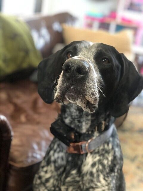 Enlarge Blu, a Adopted German Shorthaired Pointer in Pittsburgh, PA image 3/4