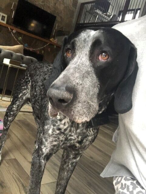 Enlarge Blu, a Adopted German Shorthaired Pointer in Pittsburgh, PA image 4/4