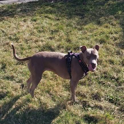 Charlie, an adoptable Pit Bull Terrier, Shepherd in CLINTON, WA, 98236 | Photo Image 2