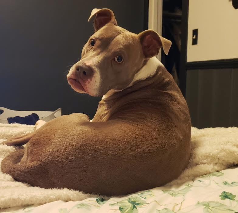 Charlie, Adoptable, Adult Female Pit Bull Terrier & Shepherd.