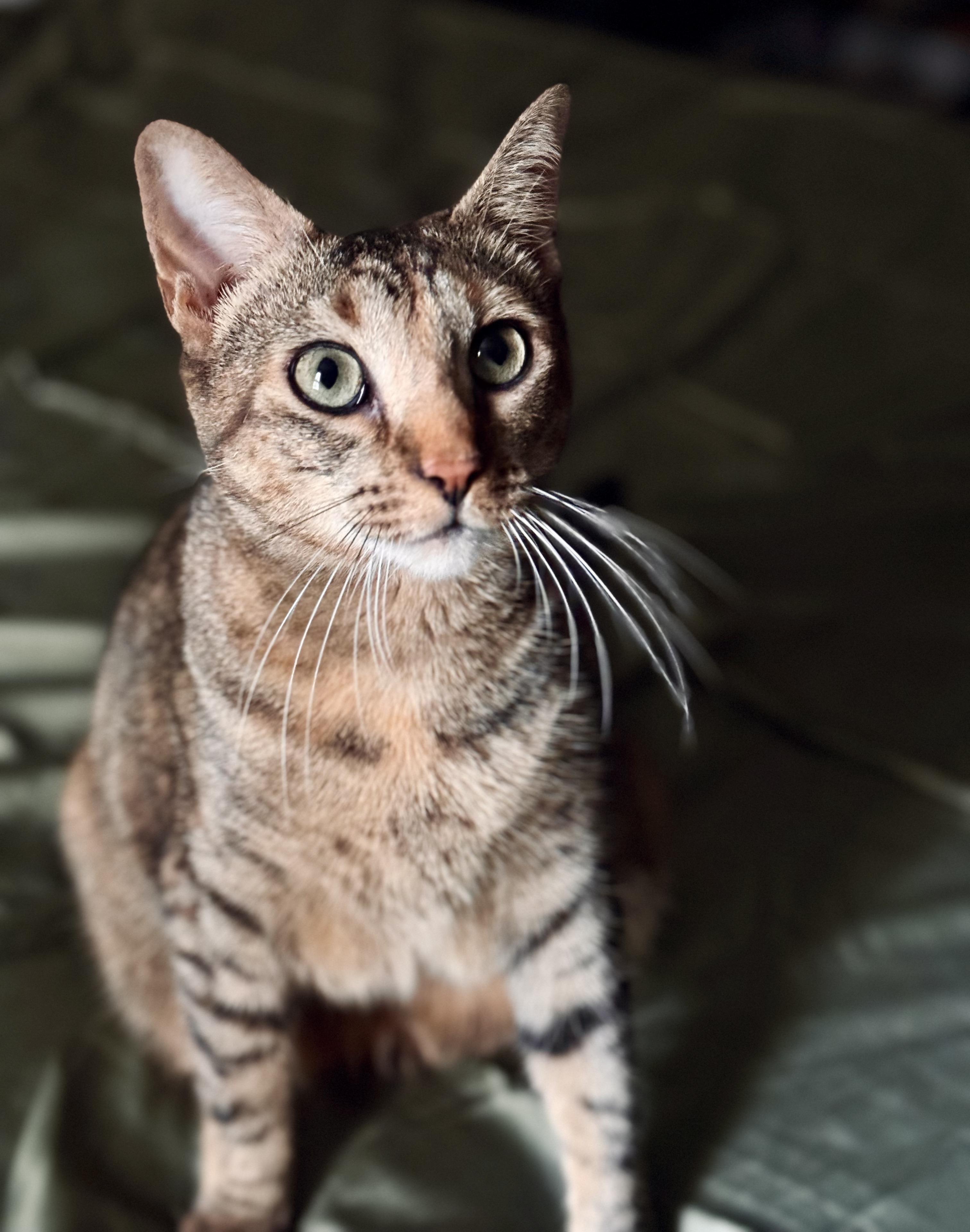 Enlarge Lavender, a Adoptable Domestic Short Hair in New York, NY image 3/6