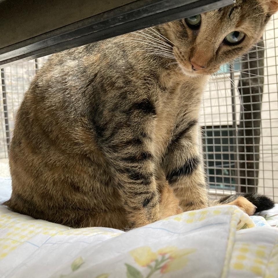 Enlarge Lavender, a Adoptable Domestic Short Hair in New York, NY image 6/6