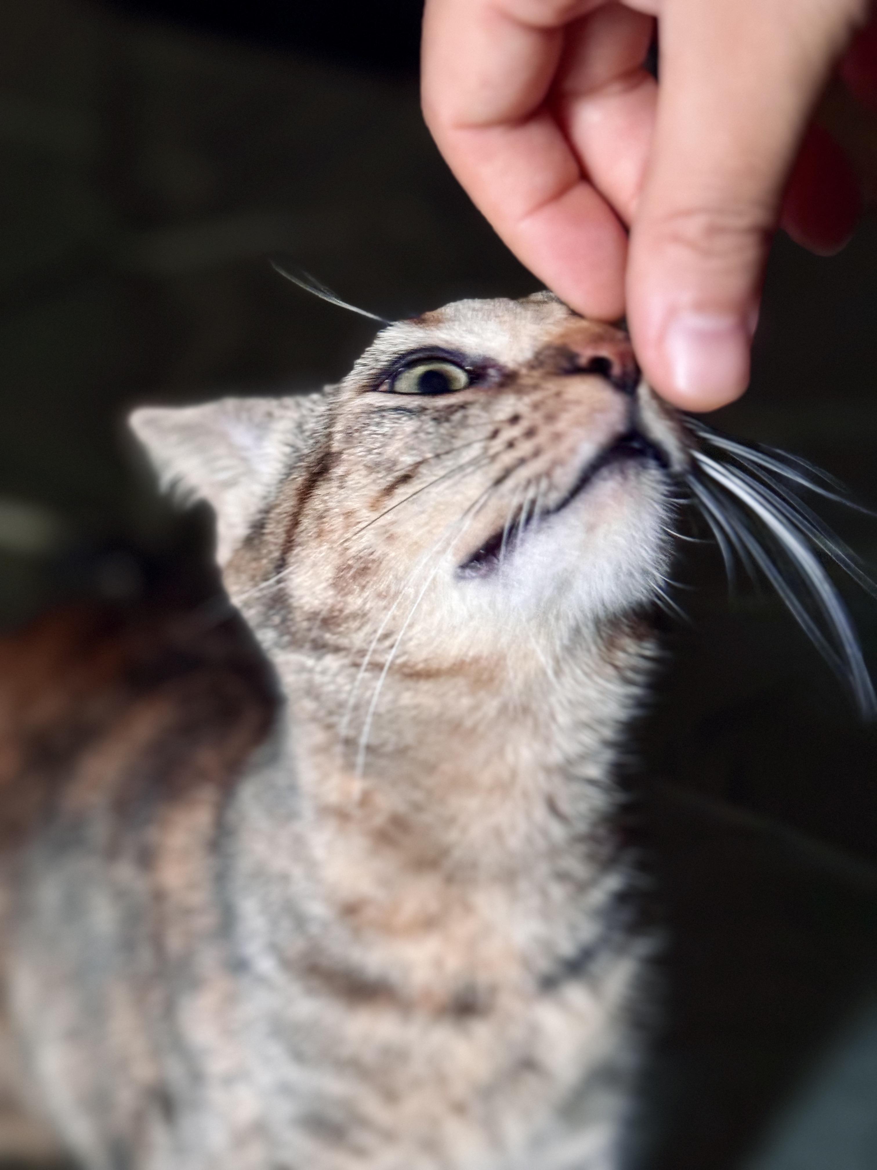 Enlarge Lavender, a Adoptable Domestic Short Hair in New York, NY image 1/6