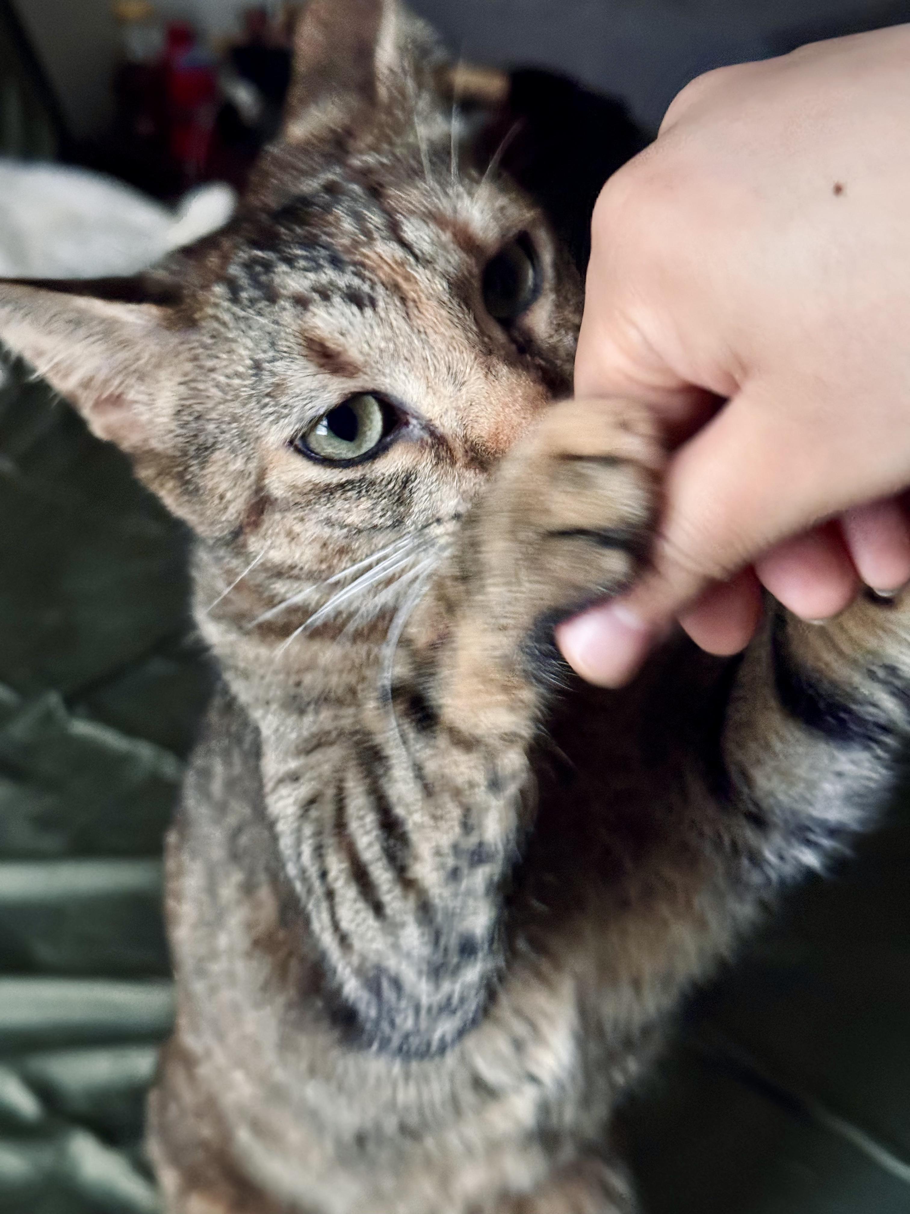 Enlarge Lavender, a Adoptable Domestic Short Hair in New York, NY image 2/6