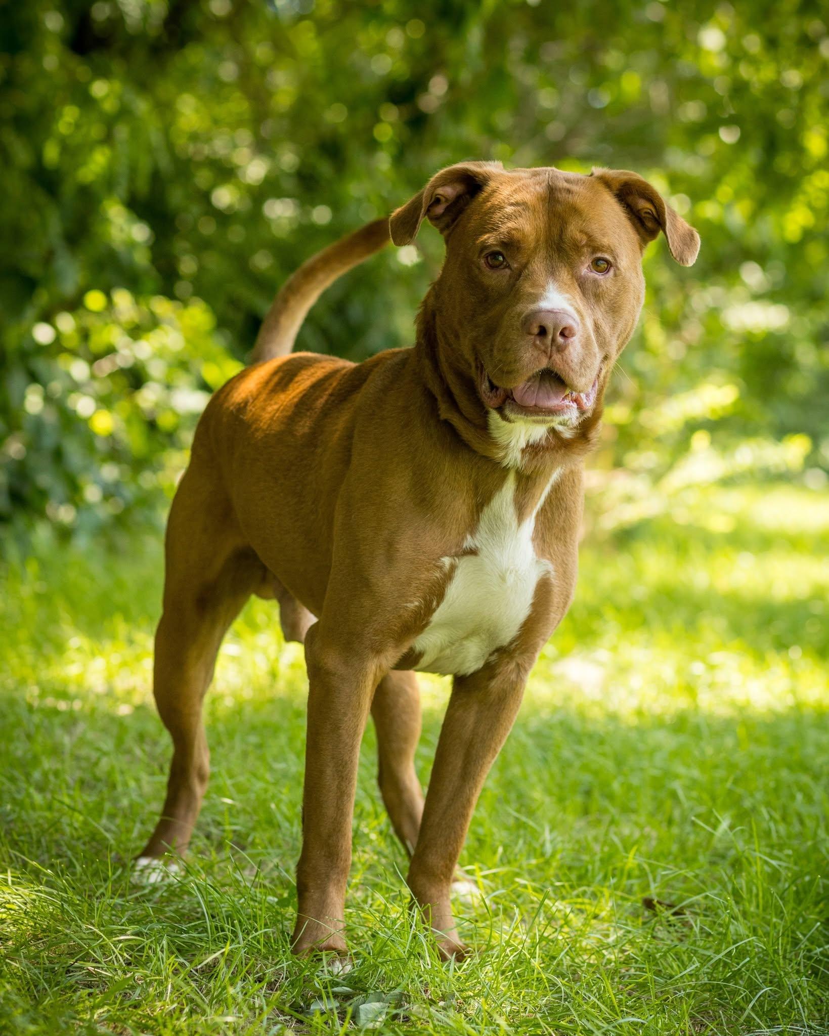 SANDSTORM (0020), ADOPTABLE, Young Male Mixed Breed.