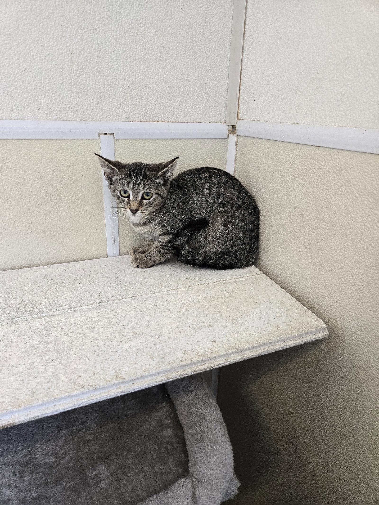 Beyonce, Adoptable, Kitten Female Tabby.