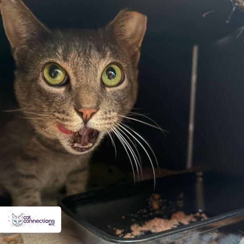 Baby, Adoptable, Adult Female American Shorthair.