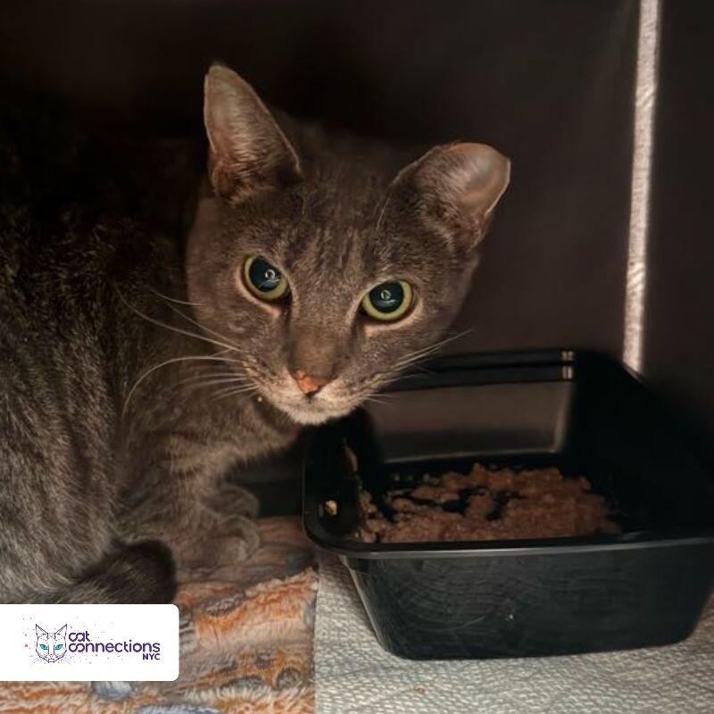 Baby, a Adoptable American Shorthair in Astoria, NY image 2/4