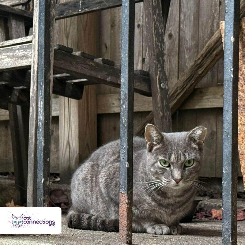 Baby, a Adoptable American Shorthair in Astoria, NY image 3/4