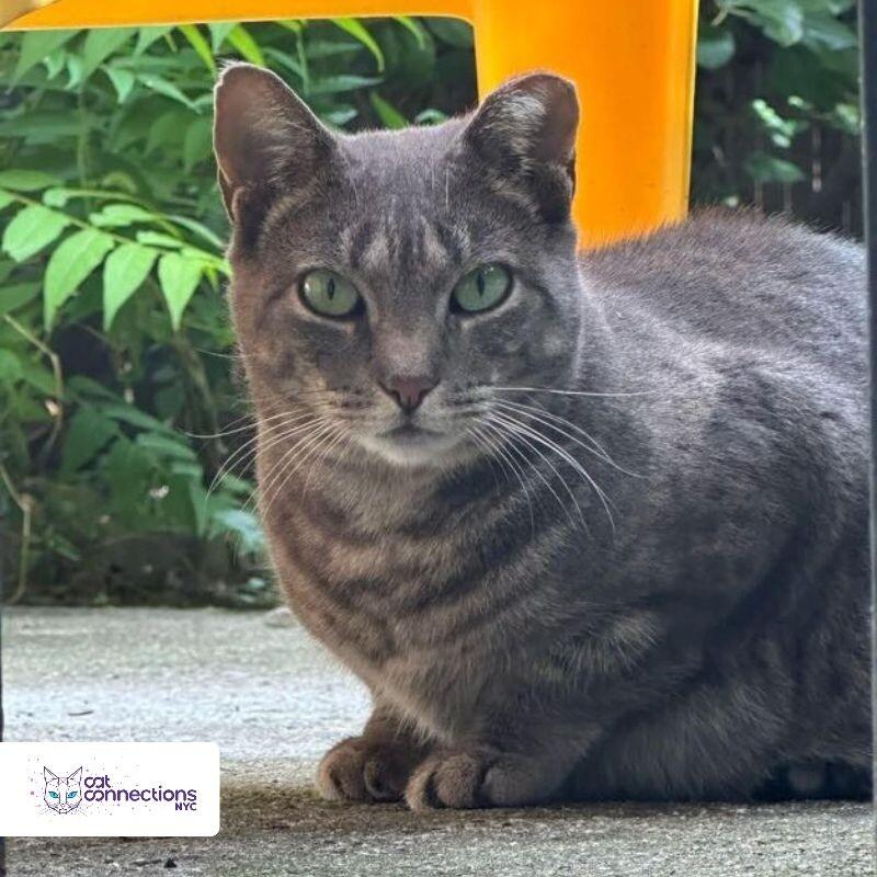 Baby, a Adoptable American Shorthair in Astoria, NY image 4/4