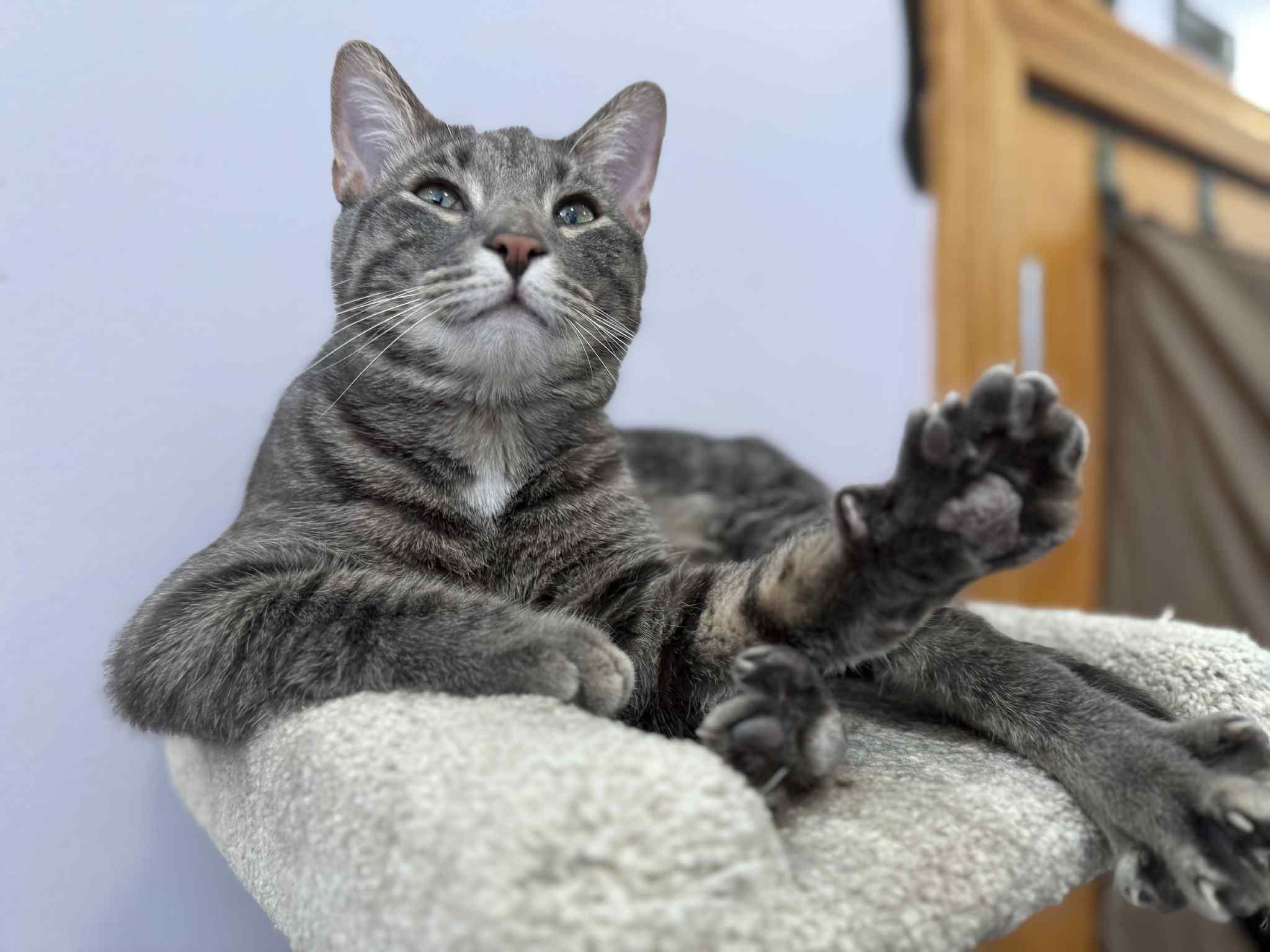 Enlarge Tucker (cat café), an adoptable mixed breed in Lafayette, IN image 1/6