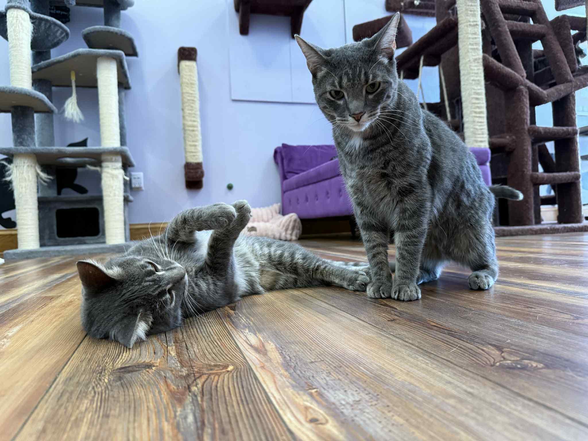 Enlarge Tucker (cat café), an adoptable mixed breed in Lafayette, IN image 2/6