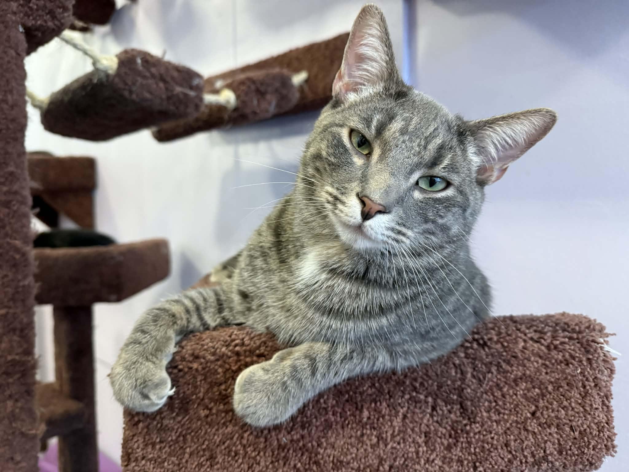 Tucker (cat café), adoptable, Adult Male Tiger & Domestic Short Hair.