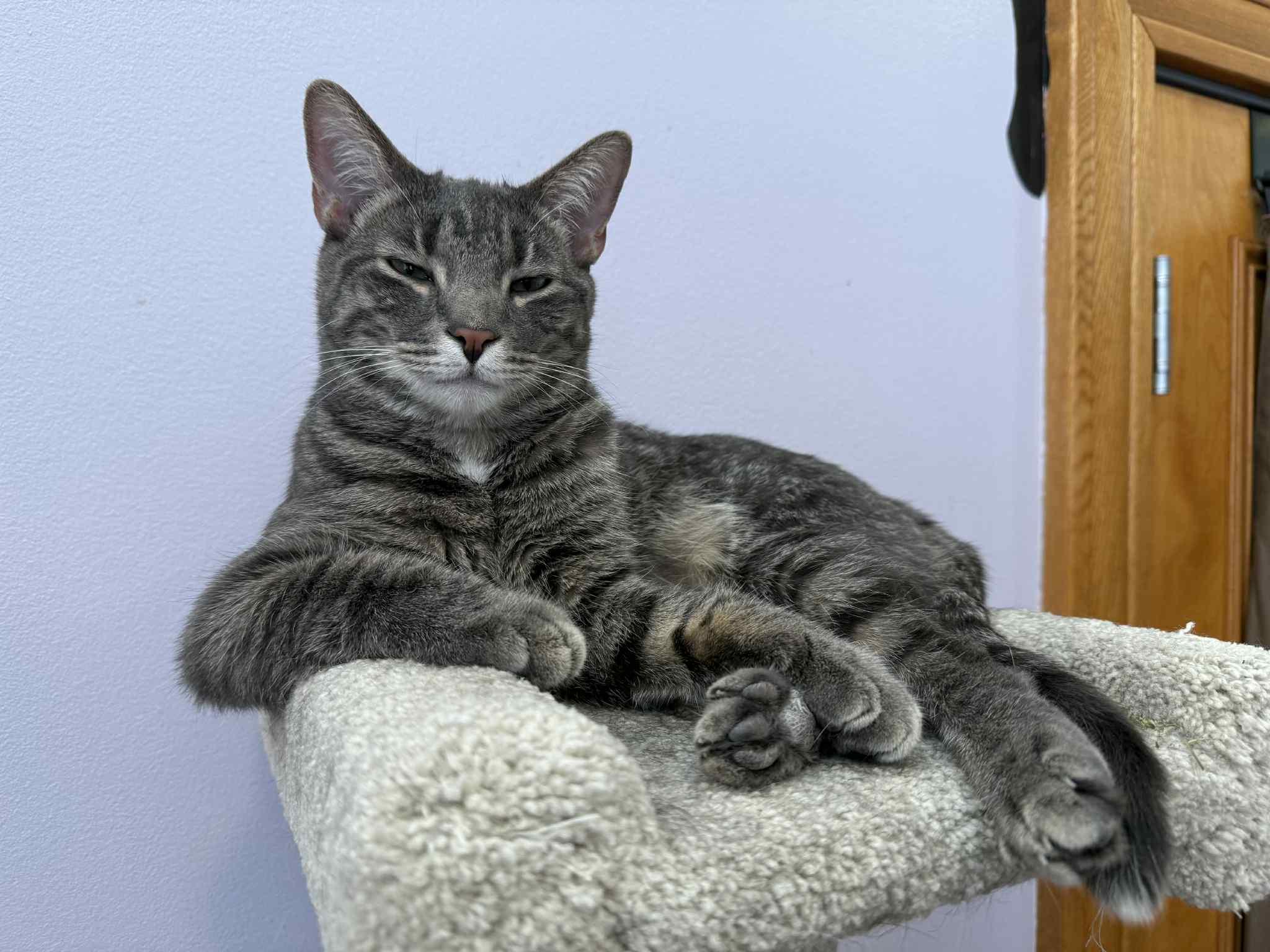 Enlarge Tucker (cat café), an adoptable mixed breed in Lafayette, IN image 5/6