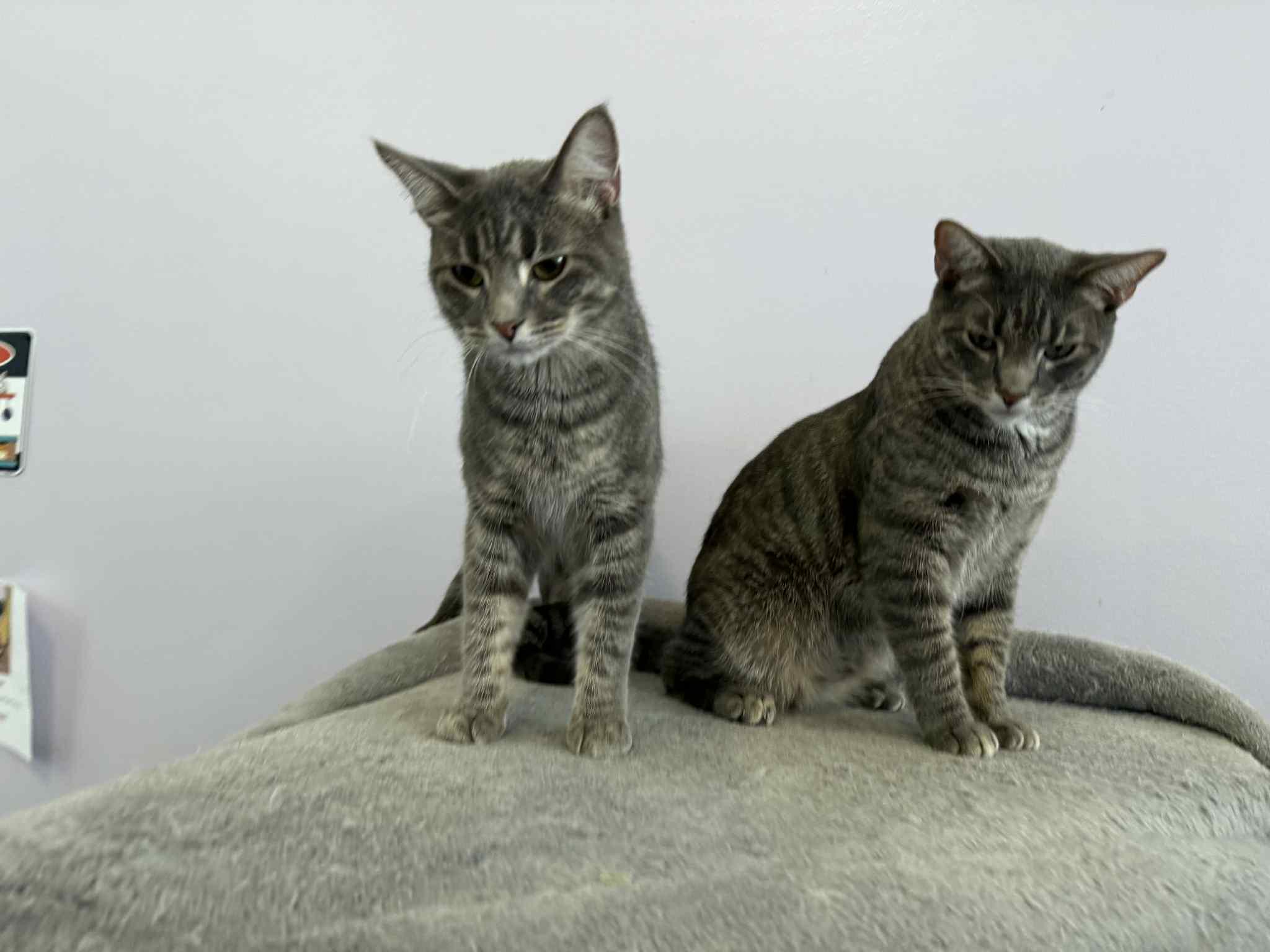 Enlarge Tucker (cat café), an adoptable mixed breed in Lafayette, IN image 3/6