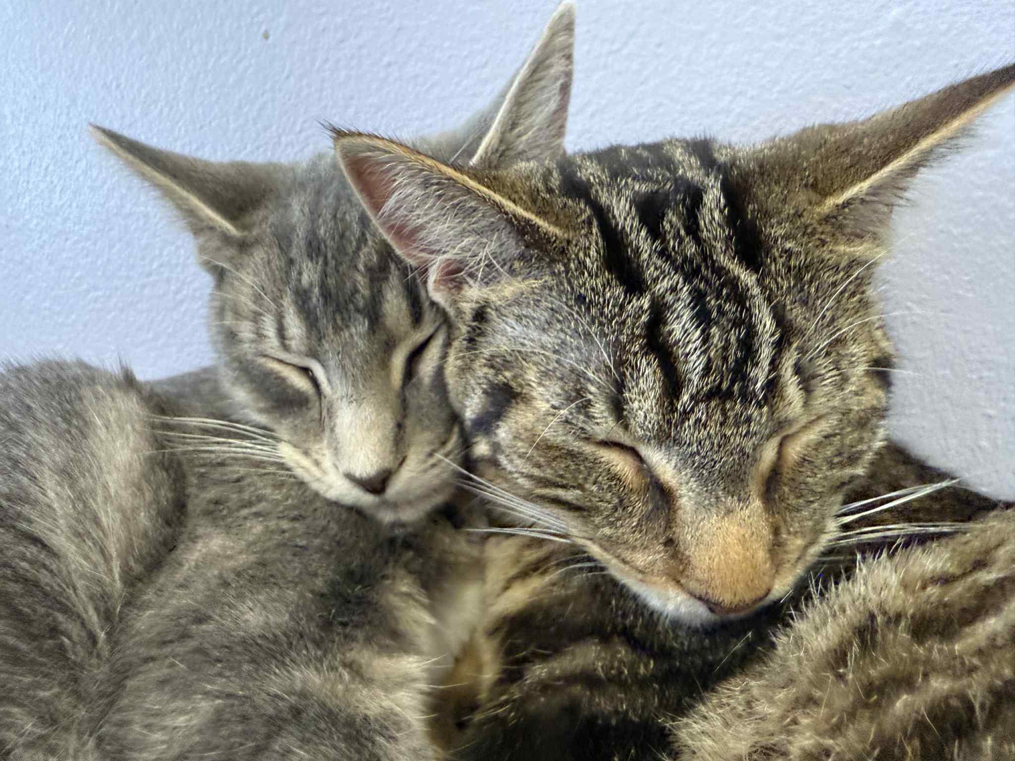 Enlarge Tucker (cat café), an adoptable mixed breed in Lafayette, IN image 6/6