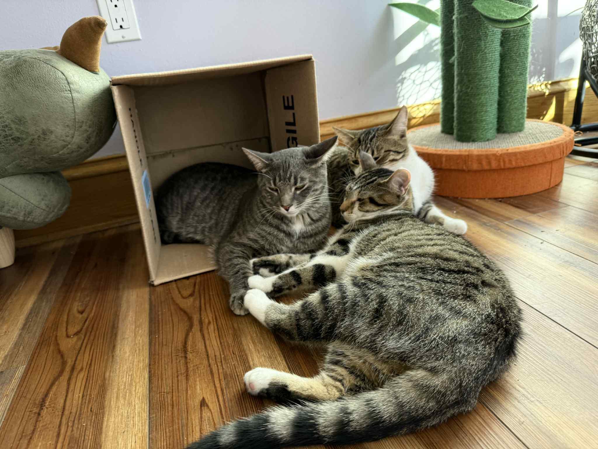 Enlarge Tucker (cat café), an adoptable mixed breed in Lafayette, IN image 4/6