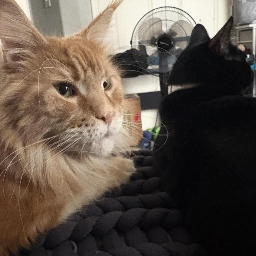 Bynx & Nello, an adopted mixed breed in Rocky Hill, CT image 2/5