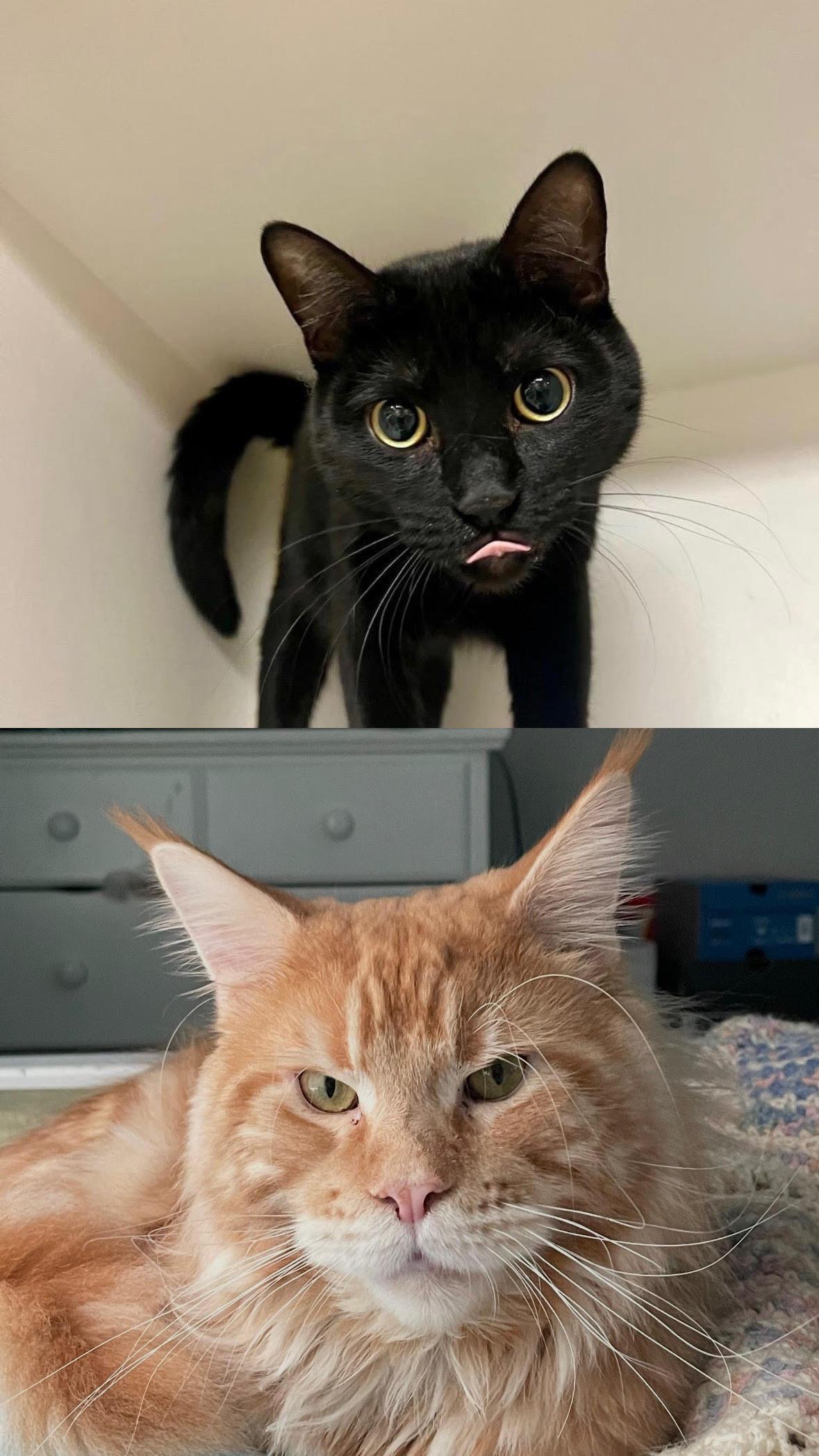 Bynx & Nello, adopted, Young Male Maine Coon & Domestic Short Hair.