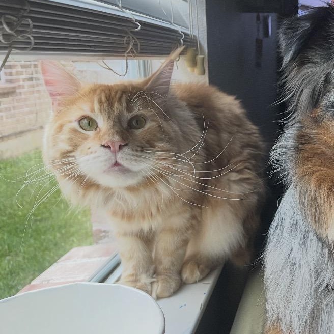 Bynx & Nello, an adopted mixed breed in Rocky Hill, CT image 4/5