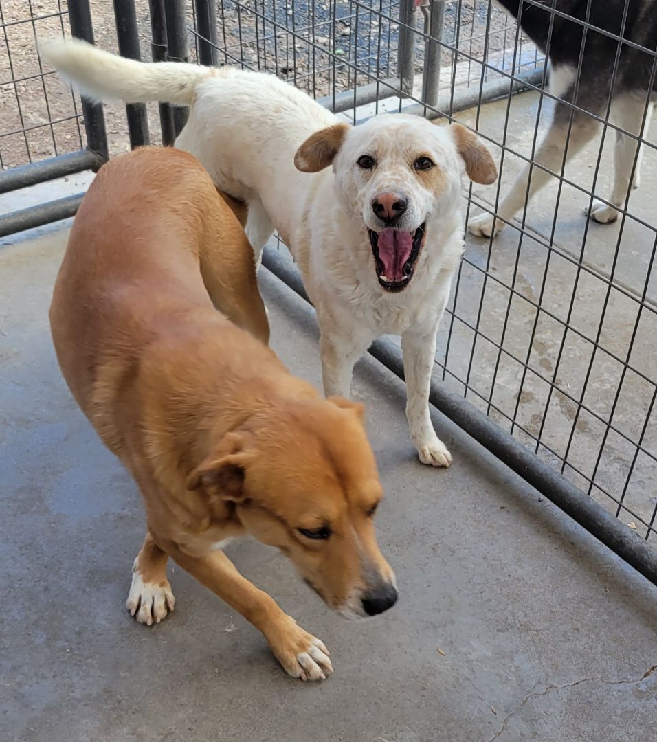 Enlarge Buddy, an adoptable mixed breed in Nogales, AZ image 1/5