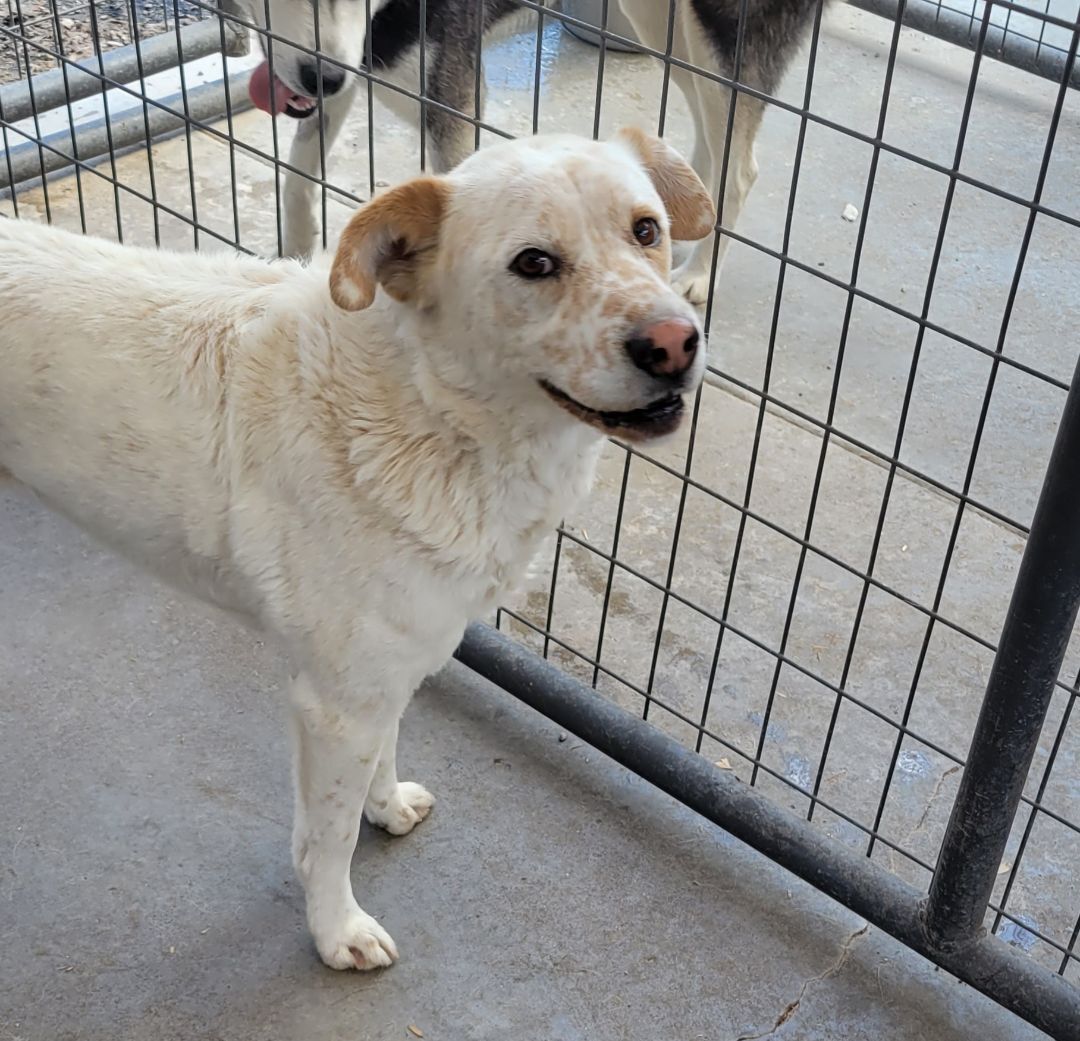 Enlarge Buddy, an adoptable mixed breed in Nogales, AZ image 2/5