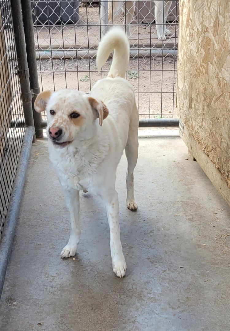 Enlarge Buddy, an adoptable mixed breed in Nogales, AZ image 3/5