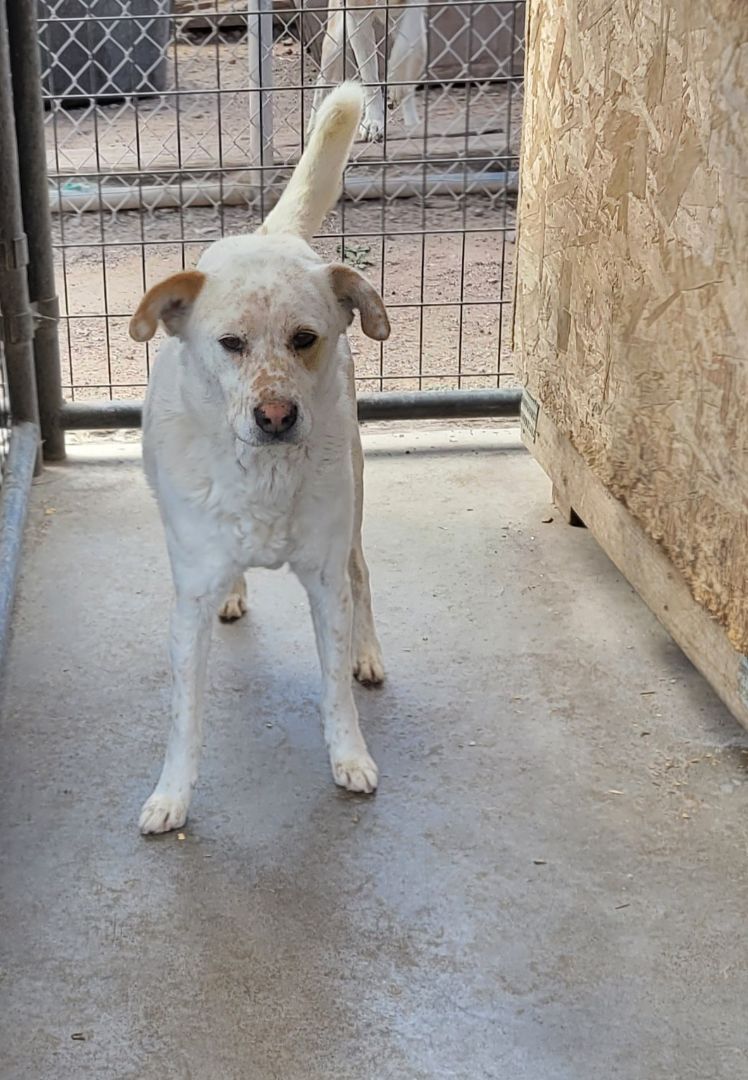 Enlarge Buddy, an adoptable mixed breed in Nogales, AZ image 4/5