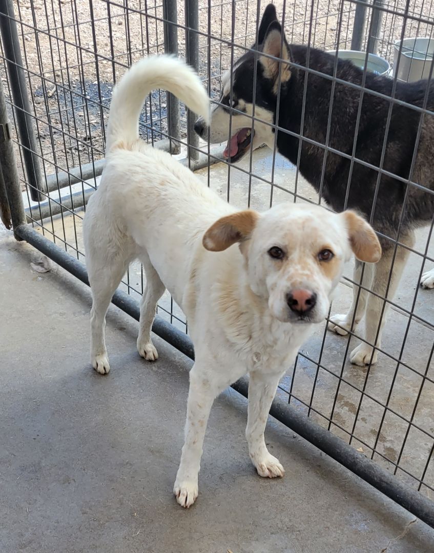 Enlarge Buddy, an adoptable mixed breed in Nogales, AZ image 5/5