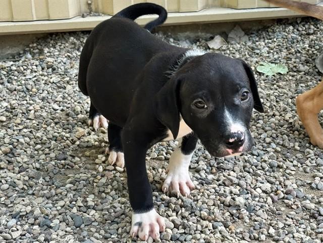 Enlarge PHILLIP, a Adoptable mixed breed in Ames, IA image 1/1
